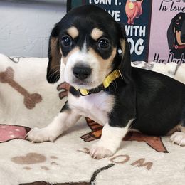 Tommy- yellow collar - Black and cream male Dachshund puppy in Anaconda, Montana from Williams Family Dachshunds