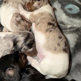 Male 4 - Piebald male Dachshund puppy in Delta, Colorado from Weinderful Dachshunds