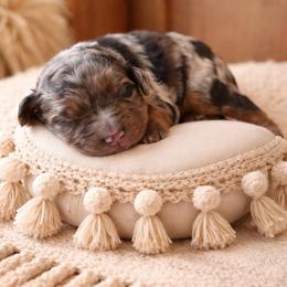 Bandit - Blue merle male Bernedoodle puppy in Carlotta, California from Lost Coast Bernese Mountain Dogs