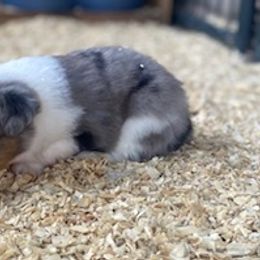 Toy Australian Shepherd Puppies from Lone Oak Aussies