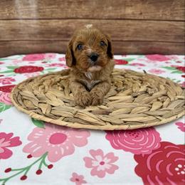 Male 1 - Red male Cavapoo puppy in Beresford, South Dakota from DAKOTA DOOD RANCH