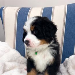 Green male - Tri-color male Bernese Mountain Dog puppy in Payson, Utah from Red Bridge Berners