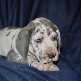 Great Dane and Miniature Schnauzer Puppies from River Valley Great Danes
