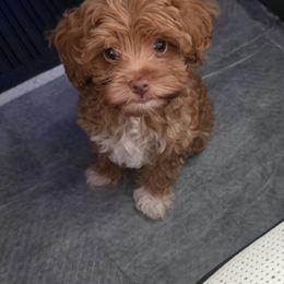 Zena - Red  female Goldendoodle puppy in Decatur, Tennessee from Diamond's Doodles