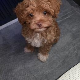 Zena - Red  female Goldendoodle puppy in Decatur, Tennessee from Diamond's Doodles