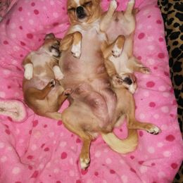 Chihuahua Puppies from Conlin's Chihuahuas