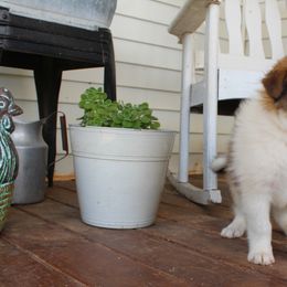 Collie Puppies from Americana Rough Collies