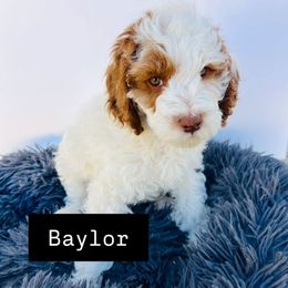 Baylor - Red male Cavapoo puppy in American Fork, Utah from Kym's Cavapoos