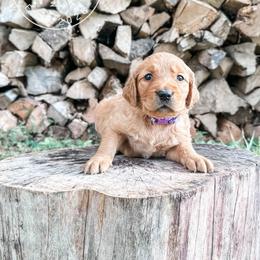 Patsy - purple - Dark golden female Golden Retriever puppy in Greeneville, Tennessee from Cultivate Farm