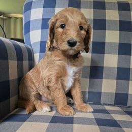 Chloe - Caramel red female Labradoodle puppy in Galt, Missouri from Only Doodles!
