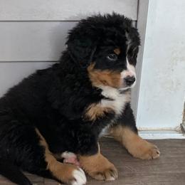 Bernese Mountain Dog Puppies from Lonesome Pine Farm
