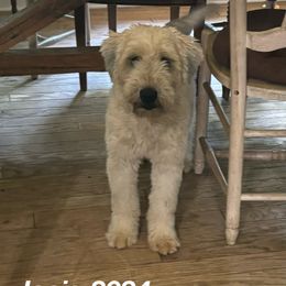Soft Coated Wheaten Terrier All Grown Up from Felicias Swheaties