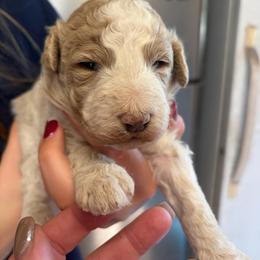 Girl 1 Hotpink - Parti female Goldendoodle puppy in Lumberton, Texas from Southeast Texas Goldendoodles