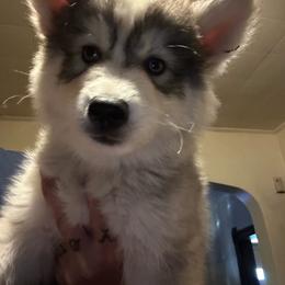 Sable blue male - Sable and white male Siberian Husky puppy in Wheeling, West Virginia from Powells Huskies