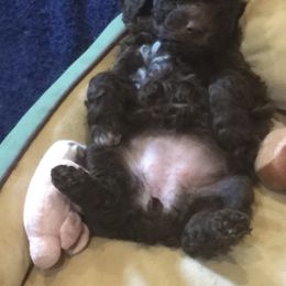 Lagotto Romagnolo Puppies from Montagna del Mare Lagotto Romagnolo