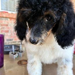 Black collar - Parti male Poodle puppy in Huntsville, Alabama from Flint River Poodles