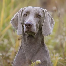Weimaraners from Greyhaus Weimaraners