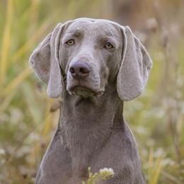 Weimaraners from Greyhaus Weimaraners