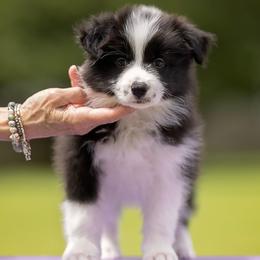 Parker - Black and white female Border Collie puppy in New Market, Alabama from Kensington Border Collies