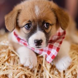 Pembroke Welsh Corgi Puppies from Big Sky Corgis