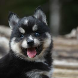 Rey - Tri-color male Pomsky puppy in Coos Bay, Oregon from Ocean View Pomskies