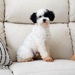 Oreo - Poodle