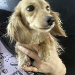 Cotton - Dachshund