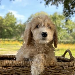 Boy 1 - Goldendoodle puppy in San Antonio, Texas from Totally Texas Doodles