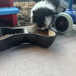 Pomeranian Puppies from Pomni Poms