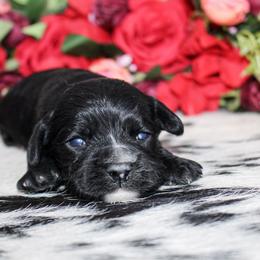 Bentley - Black male Cockapoo puppy in Rattan, Oklahoma from Double M Cocker Spaniels