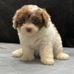 Bandit - Chocolate and white male Havapoo puppy in Lancaster, South Carolina from 3 Bs Havanese-PUPPIES with  PURPOSE