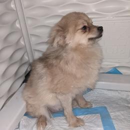Pix - Pomeranian