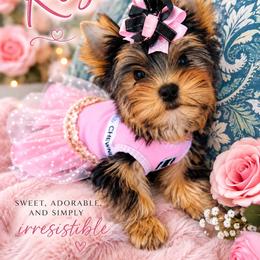Rose - Black and tan female Yorkshire Terrier puppy in Newport Center, Vermont from Green Mountain Designer Yorkies