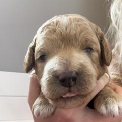 Goldendoodle Puppies from Diamond Daisy Doodles