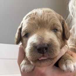 Goldendoodle Puppies from Diamond Daisy Doodles