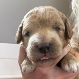 Goldendoodle Puppies from Diamond Daisy Doodles
