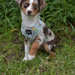 German Shorthaired Pointer, Miniature American Shepherd, Miniature Australian Shepherd, and Toy Australian Shepherd Puppies from Foxtail Hollow