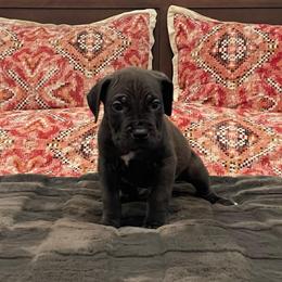 Atlas - Black male Cane Corso puppy in San Isidro, Texas from MTZCC Ranch, LLC