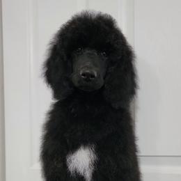Andes - Phantom Poodle puppy in Philippi, West Virginia from Valley Phantom Standard Poodles
