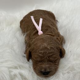 Pink Girl - Red  female Goldendoodle puppy in Waskom, Texas from Pearls & Curls doodles & poodles
