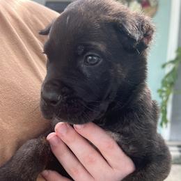 Dark Blue Collar - Black brindle male Cane Corso puppy in Kingsport, Tennessee from Gray Cane Corsos