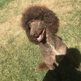 Onave - Poodle