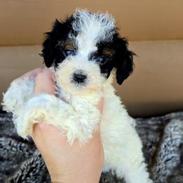 Keno - Black white and tan male Cockapoo puppy in Lebanon, Kentucky from Mosaic Merle Doodles