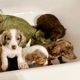 Dachshund Puppies from Doxi Delights AKC Miniature Dachshunds