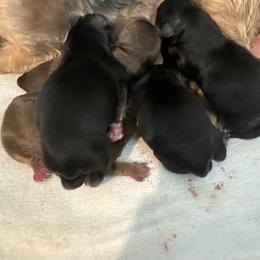 Crumpet - Black and tan male Yorkshire Terrier puppy in Knoxville, Tennessee from Rainbow Bliss Yorkies