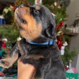 Teddy - Black and mahogany male Rottweiler puppy in Grass Valley, California from Rottweiler vom Hause Wolf