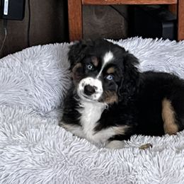 Dalmatians and Miniature American Shepherds from Novus Kennels