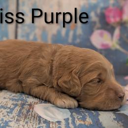 Miss Purple - Apricot female Goldendoodle puppy in Lebanon, Pennsylvania from Robertson's Retrievers and Doodles
