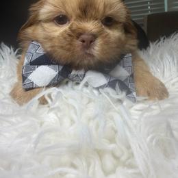 Rolex - Liver male Shih Tzu puppy in Coolidge, Arizona from Shih Tzu’s  ‘N’ Love