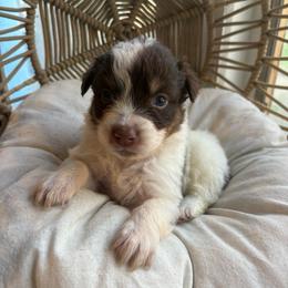 Cash - Red tri-color male Australian Shepherd puppy in Grants Pass, Oregon from Carmel Mountain Aussies